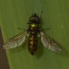 Chloromyia formosa